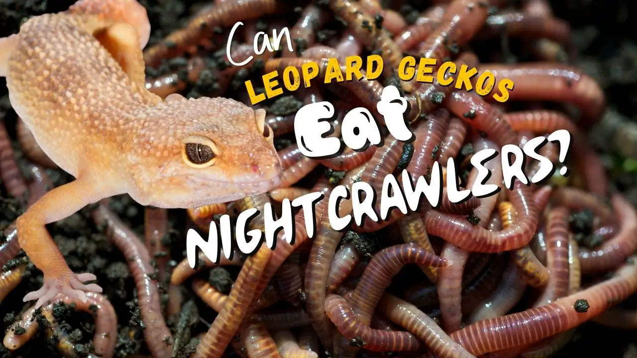 Can Leopard Geckos Eat Nightcrawlers