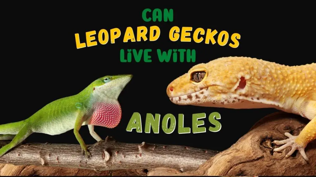 Can A Leopard Gecko Live With Anoles? – Leopard Gecko Habitat