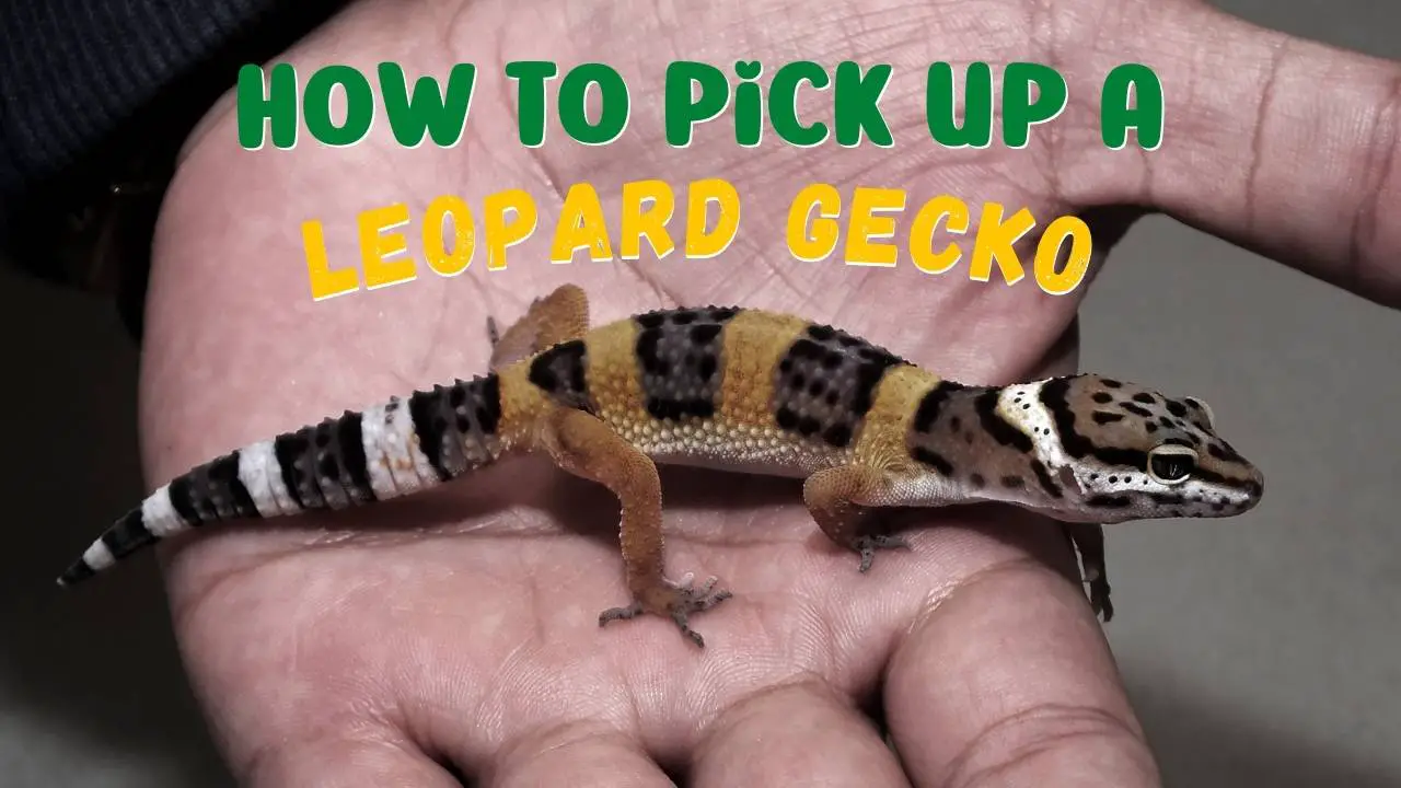 How to Pick up a Leopard Gecko