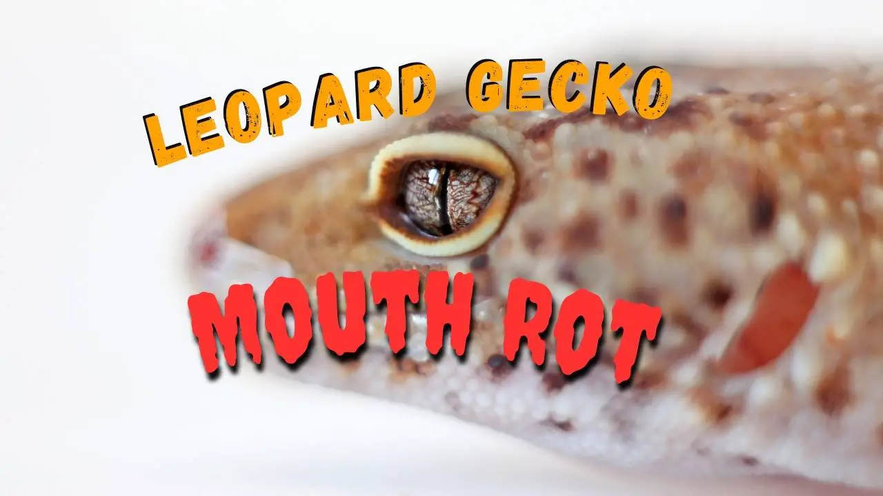 Leopard Gecko Mouth Rot