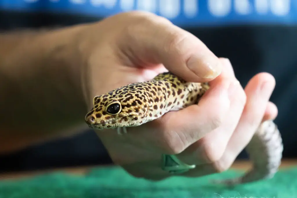 How to Pick Up a Leopard Gecko - Scoop