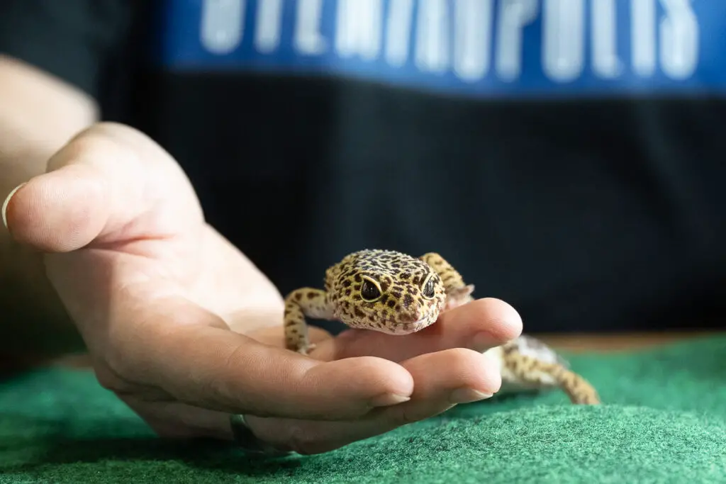 How to Pick Up a Leopard Gecko