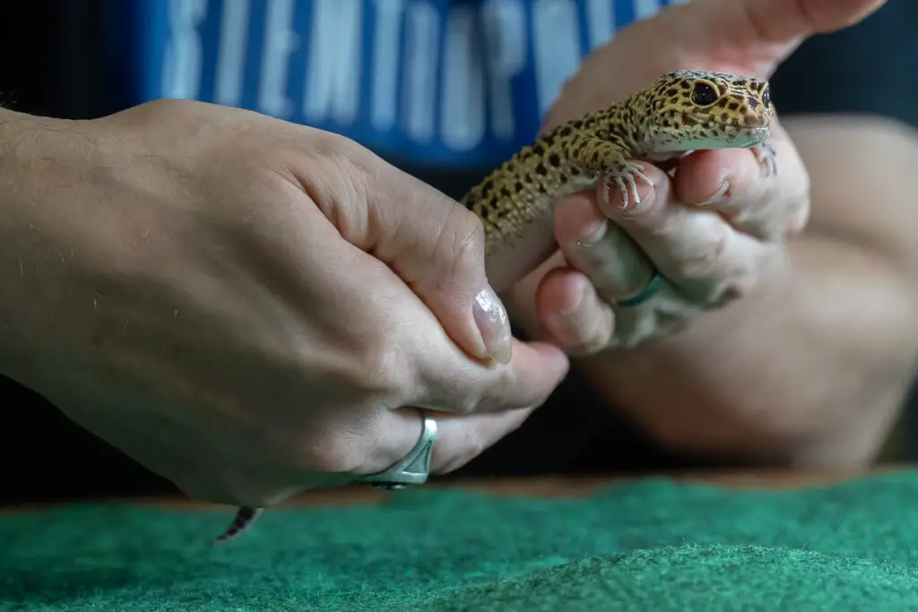 How to Pick Up a Leopard Gecko