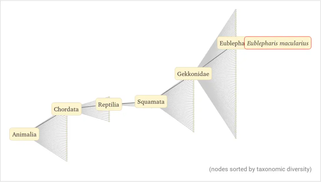 Leopard Gecko Taxonomy Chart